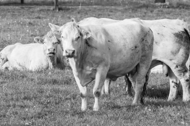 Westphalia 'da bir tarlada inekler