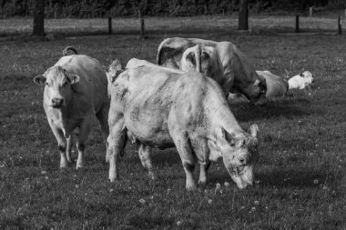 Westphalia 'da bir tarlada inekler