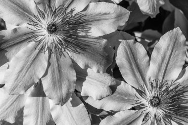 Westphalia 'da bir tarlada inekler