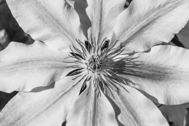 Westphalia 'da bir tarlada inekler