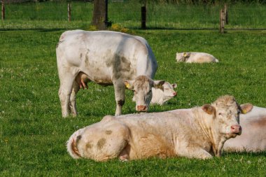 Westphalia 'da bir tarlada inekler