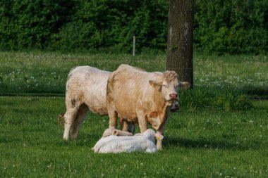 Westphalia 'da bir tarlada inekler