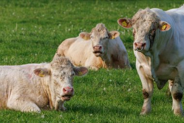 Westphalia 'da bir tarlada inekler