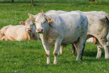 Westphalia 'da bir tarlada inekler