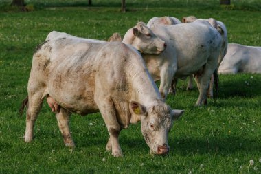 Westphalia 'da bir tarlada inekler