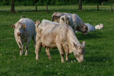 Westphalia 'da bir tarlada inekler