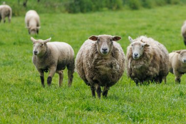 Alman muensterland 'inde bir çayırda koyunlar