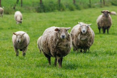 Alman muensterland 'inde bir çayırda koyunlar