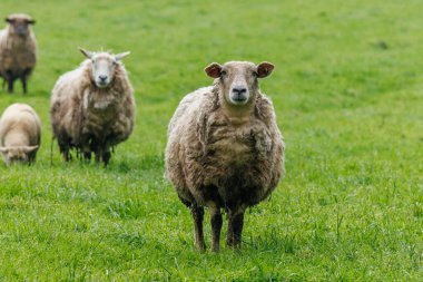 Alman muensterland 'inde bir çayırda koyunlar