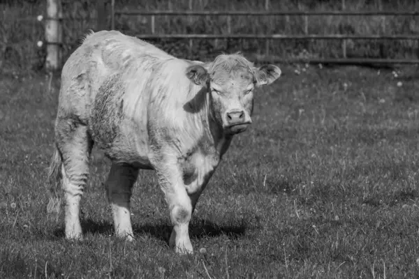 stock image cows at a field in westphalia