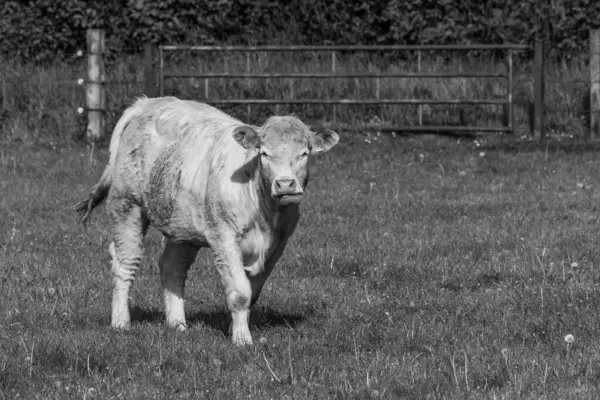 stock image cows at a field in westphalia