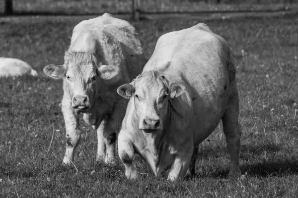 stock image cows at a field in westphalia