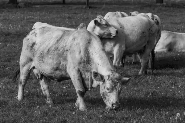 stock image cows at a field in westphalia