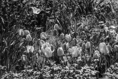 Hollanda 'daki Ameland adasındaki Nes köyü.