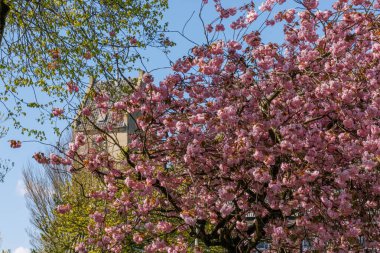 Hollanda 'daki Ameland adasındaki Nes köyü.