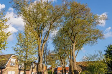 Hollanda 'daki Ameland adasındaki Nes köyü.