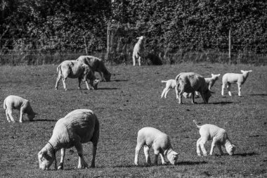 Hollanda 'nın kuzey denizindeki Ameland Adası