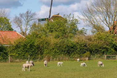 Hollanda 'nın kuzey denizindeki Ameland Adası