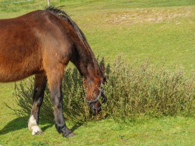 Hollanda 'nın kuzey denizindeki Ameland Adası