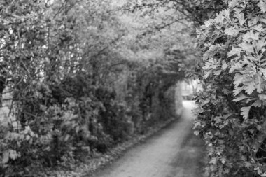 Hollanda 'nın kuzey denizindeki Ameland Adası