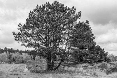 Hollanda 'nın kuzey denizindeki Ameland Adası