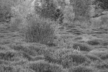 Hollanda 'nın kuzey denizindeki Ameland Adası