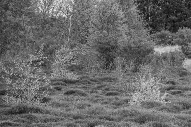 Hollanda 'nın kuzey denizindeki Ameland Adası
