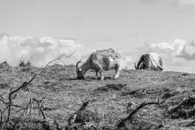 Hollanda 'nın kuzey denizindeki Ameland Adası
