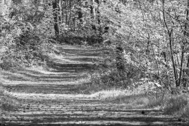 Hollanda 'nın kuzey denizindeki Ameland Adası
