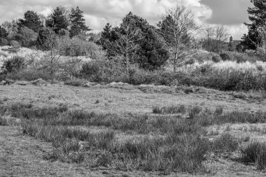 Hollanda 'nın kuzey denizindeki Ameland Adası