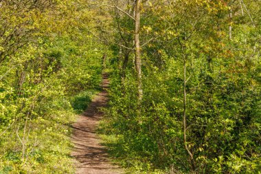 Hollanda 'nın kuzey denizindeki Ameland Adası