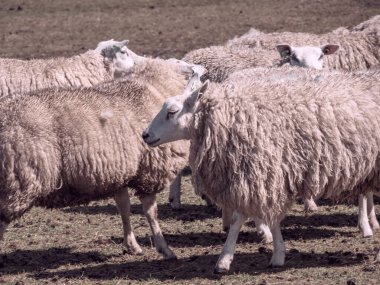 Hollanda 'nın kuzey denizindeki Ameland Adası