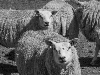 Hollanda 'nın kuzey denizindeki Ameland Adası