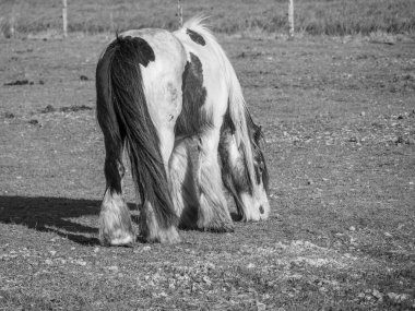 Hollanda 'nın kuzey denizindeki Ameland Adası