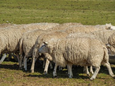 Hollanda 'nın kuzey denizindeki Ameland Adası