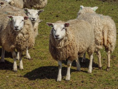 Hollanda 'nın kuzey denizindeki Ameland Adası