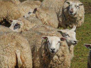 Hollanda 'nın kuzey denizindeki Ameland Adası
