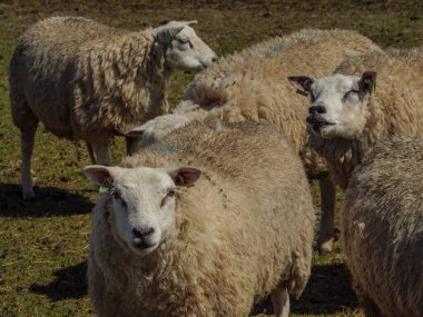 Hollanda 'nın kuzey denizindeki Ameland Adası