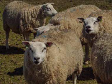 Hollanda 'nın kuzey denizindeki Ameland Adası