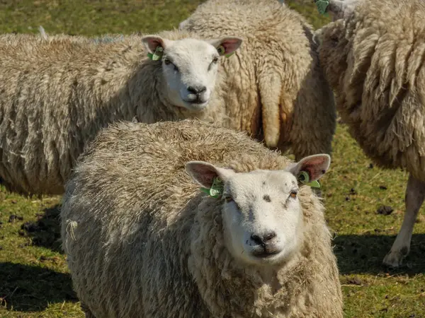 Hollanda 'nın kuzey denizindeki Ameland Adası