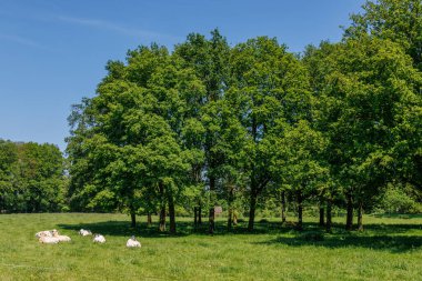 Hollanda 'daki inekler