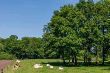 Hollanda 'daki inekler