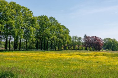 Hollanda 'daki inekler