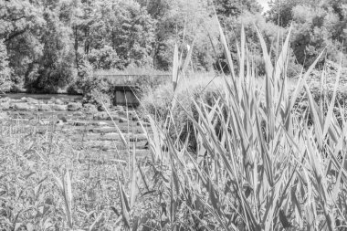 Yaz zamanı Westphalia 'da göl