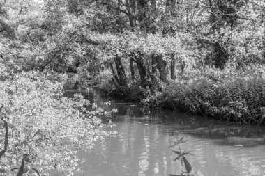 Yaz zamanı Westphalia 'da göl