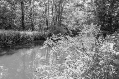 Yaz zamanı Westphalia 'da göl