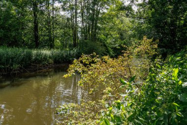 Yaz zamanı Westphalia 'da göl