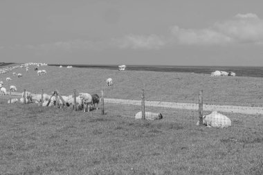 Kuzey deniz kıyısındaki Alman Wangerland.
