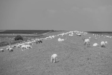 the german wangerland at the north sea coast clipart