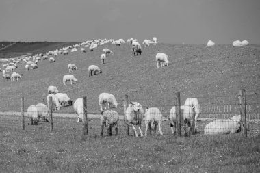 Kuzey deniz kıyısındaki Alman Wangerland.